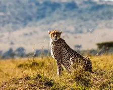 阿申纳拉贝尼扎夫2球帮助马赛取胜